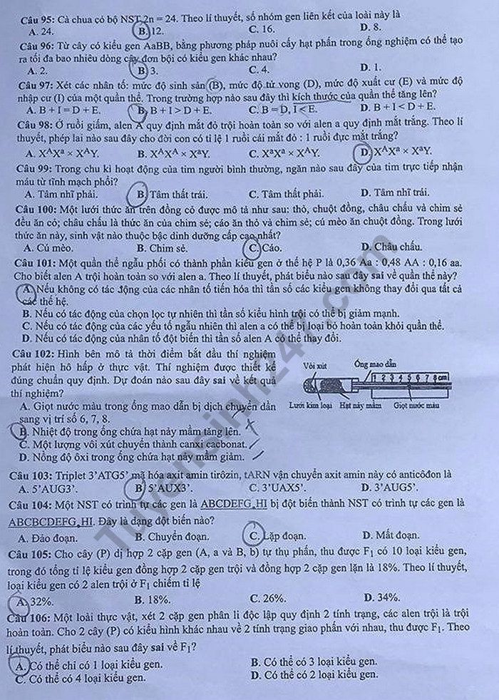 Dap an de thi THPTQG mon Sinh nam 2019 ma 206 cua Bo GD