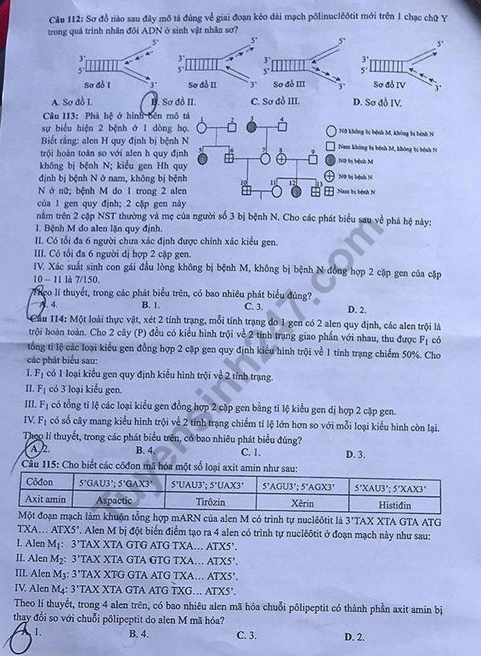 Dap an de thi THPTQG mon Sinh nam 2019 ma 206 cua Bo GD