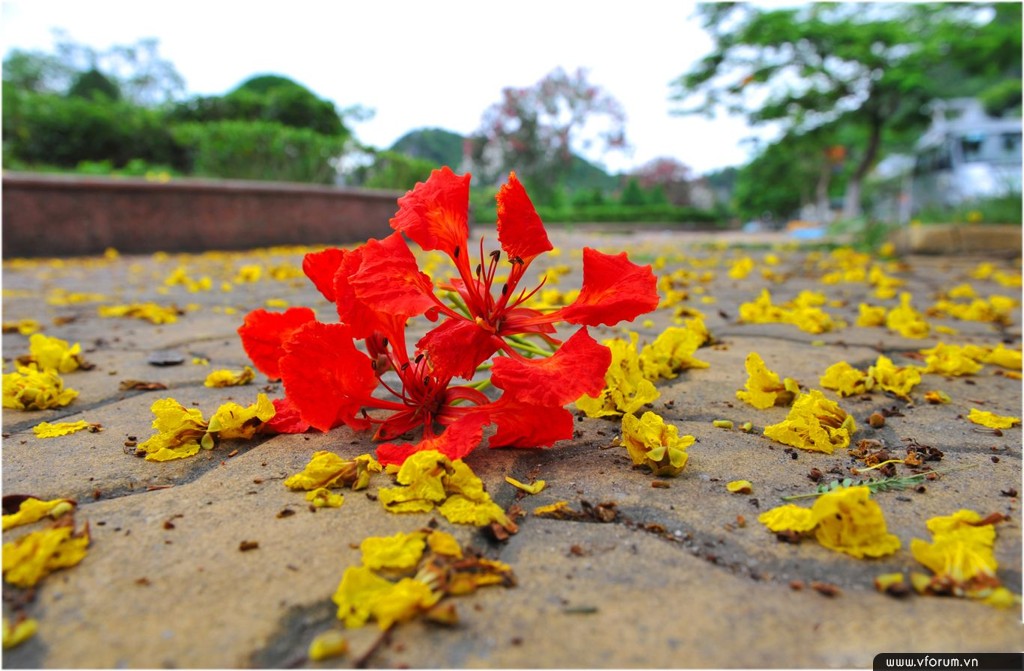 Tu vi 12 cung hoang dao Chu Nhat ngay 14/7/2019