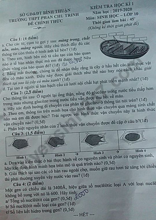 De thi ki 1 mon Sinh lop 10 THPT Phan Chu Trinh nam 2019