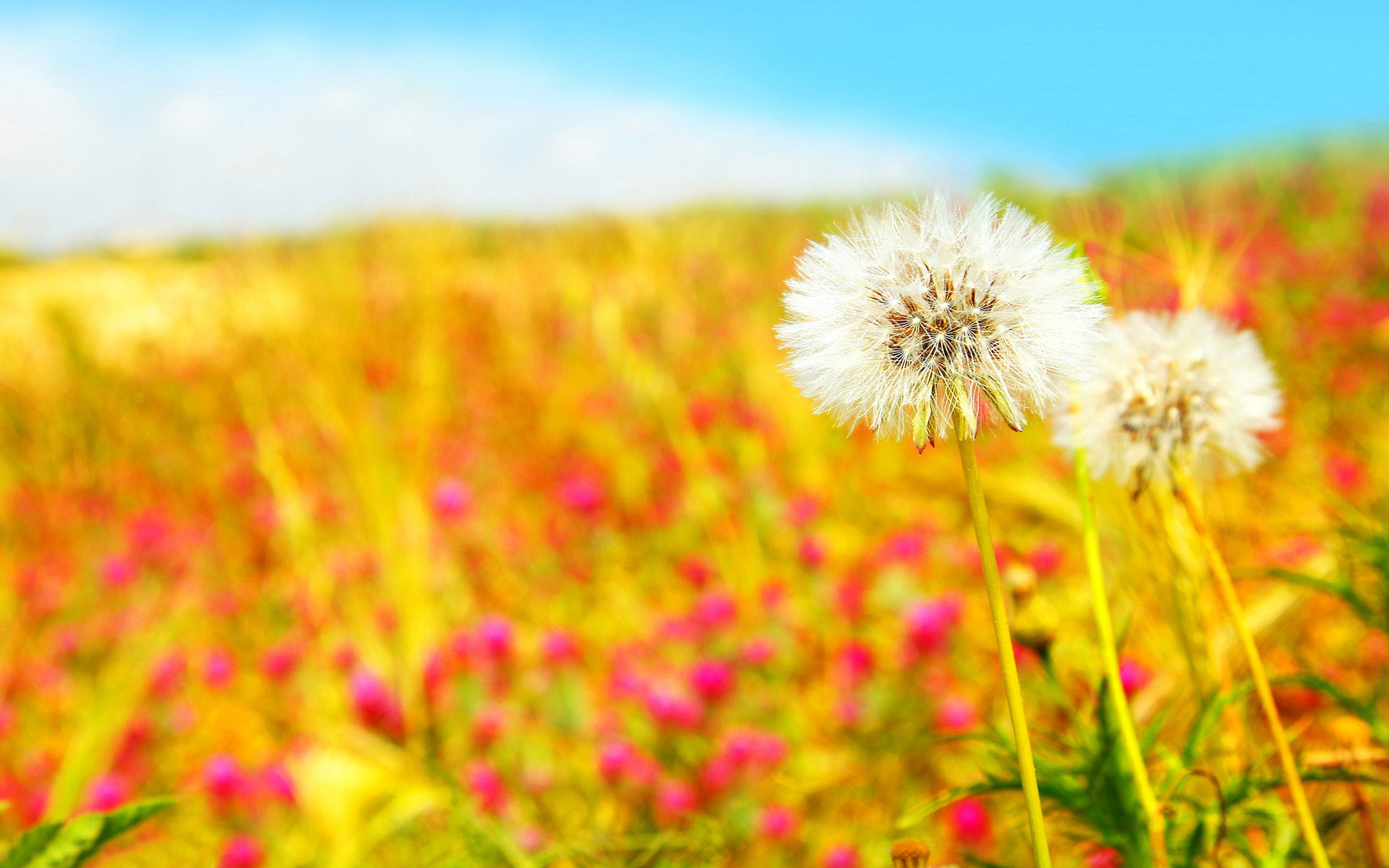Tu vi 12 cung hoang dao thu Tu ngay 17/2/2021