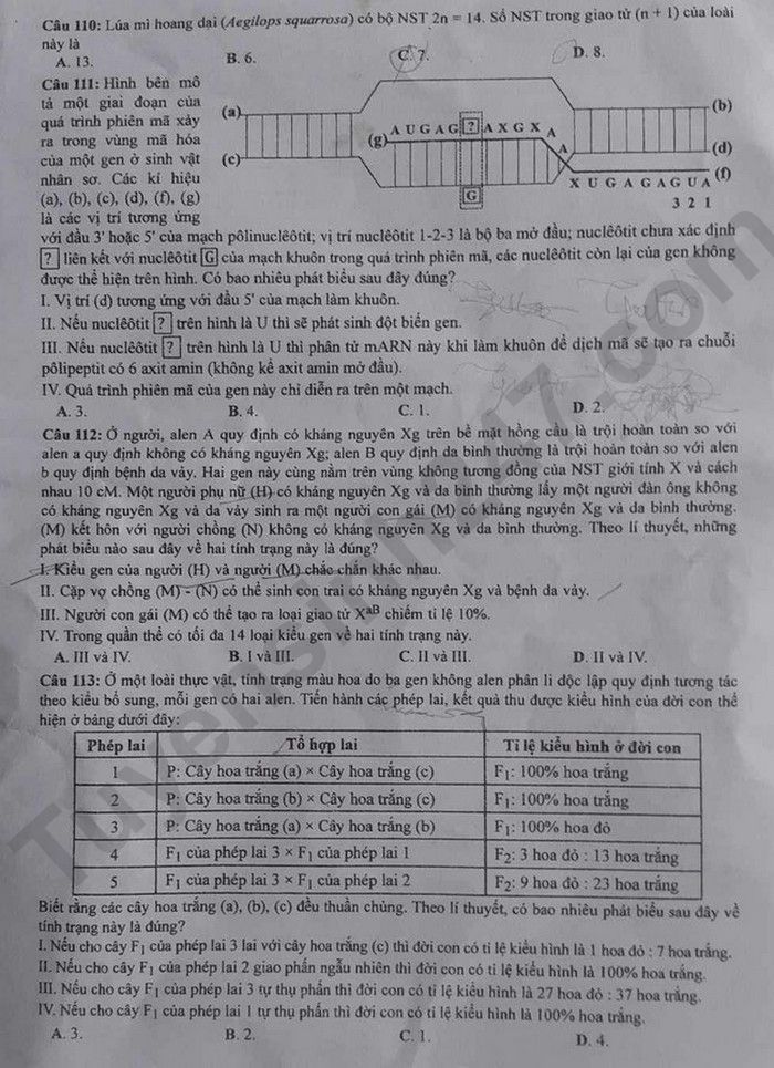 Dap an de thi tot nghiep THPT mon Sinh - Ma de 213 nam 2023