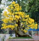 Mai nở sớm trước tết 2013, thiệt hại tiền tỷ