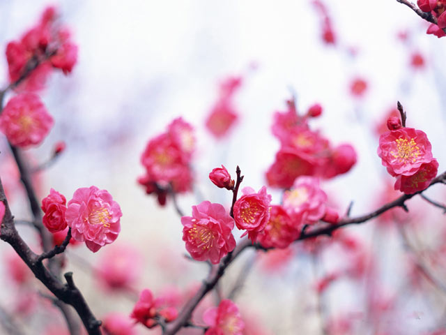 Hoa đào tượng trưng cho may mắn