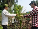 Thị trường hoa Tết 2013: \