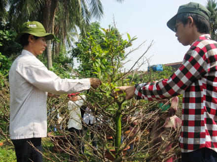 Vườn mai ghép của anh Nguyễn Trung Hiếu (quận Thủ Đức) đắt hàng trong dịp tết 2013.