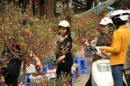 Thị trường hoa Tết Hà Nội vẫn ảm đạm những ngày cuối năm
