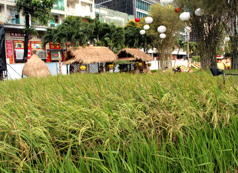 Duong hoa Nguyen Hue 2013 truoc gio khai mac