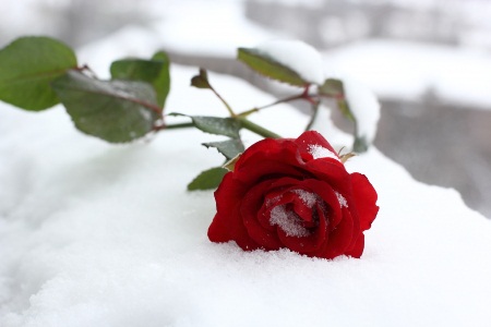 Valentine \'dac biet\' cua du hoc sinh