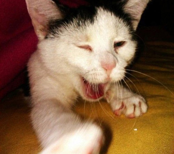 Những chú mèo tự sướng khó đỡ