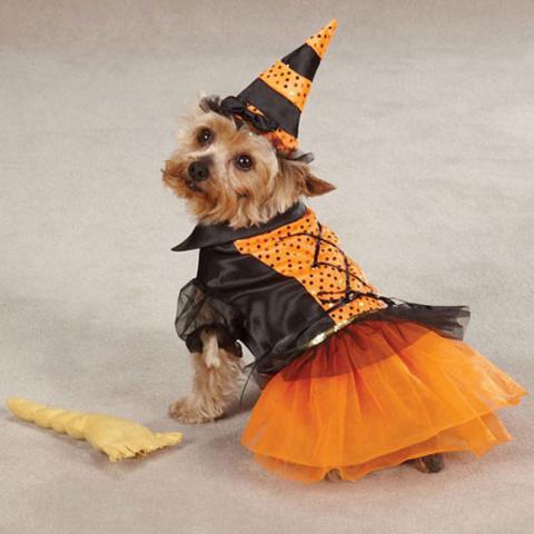 Nhung hinh anh ky quai trong ngay Halloween cua cac chu cho