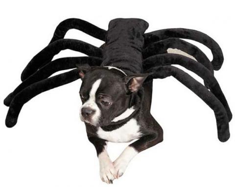 Nhung hinh anh ky quai trong ngay Halloween cua cac chu cho