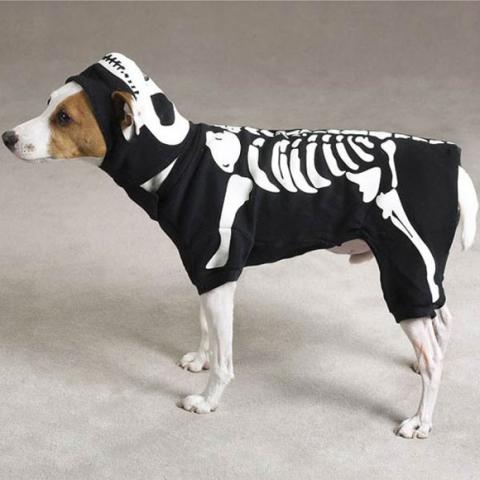 Nhung hinh anh ky quai trong ngay Halloween cua cac chu cho