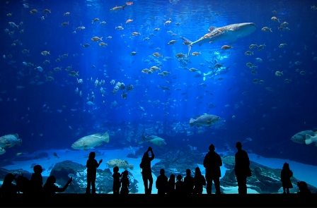 Địa điểm đi chơi Noel ở Hà Nội Vinpearl%20Aquarium%20 %20noi%20du%20khach%20co%20the%20kham%20pha%20den%20tan%20cung%20cac%20goc%20do%20va%20cac%20hoat%20dong%20cua%20su%20song%20duoi%20day%20dai%20duong Địa điểm đi chơi Noel ở Hà Nội Vinpearl%20Aquarium%20 %20noi%20du%20khach%20co%20the%20kham%20pha%20den%20tan%20cung%20cac%20goc%20do%20va%20cac%20hoat%20dong%20cua%20su%20song%20duoi%20day%20dai%20duong