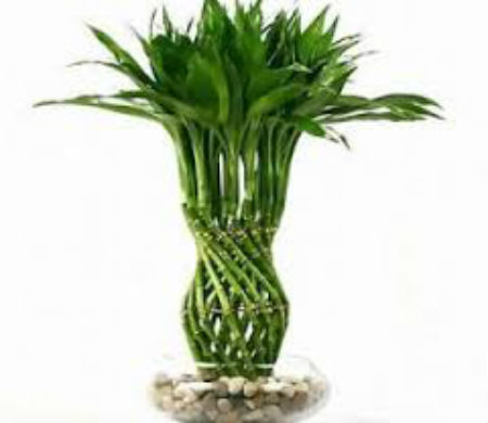 cay phat du Chọn cây cảnh đón tết theo phong thủy - Ảnh 4