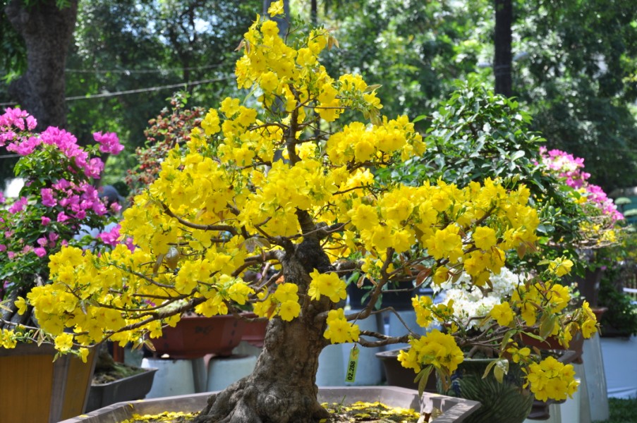 Chon hoa mang lai may man trong ngay tet