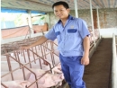 Tốt nghiệp đại học về nuôi heo