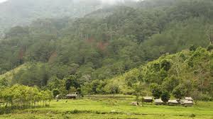 Phan tich ve dep hinh tuong cay xa nu trong truyen ngan Rung xa nu