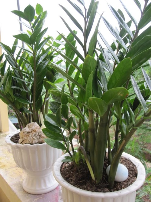 Những cây cảnh ‘rước lộc’ vào nhà ngày tết - Ảnh 3 Những cây cảnh ‘rước lộc’ vào nhà ngày tết - Ảnh 3