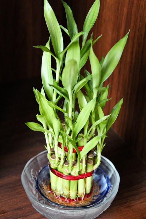 Những cây cảnh ‘rước lộc’ vào nhà ngày tết - Ảnh 4 Những cây cảnh ‘rước lộc’ vào nhà ngày tết - Ảnh 4