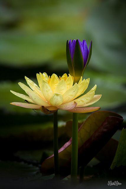 Huong dan cach lam hop dung qua xinh xan