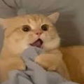 Nguyễn Cat Bình Muzik và Đẹp zai